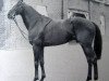 stallion Preciptic xx (Thoroughbred, 1942, from Precipitation xx)