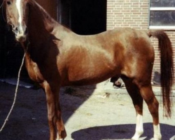 stallion Santiago (German Riding Pony, 1972, from Halma ox)