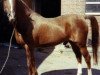 stallion Santiago (German Riding Pony, 1972, from Halma ox)