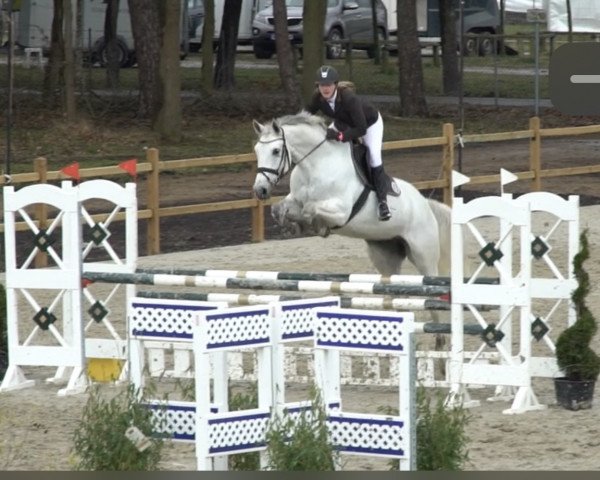 jumper Gini White (Hanoverian, 2012, from Grey Top)