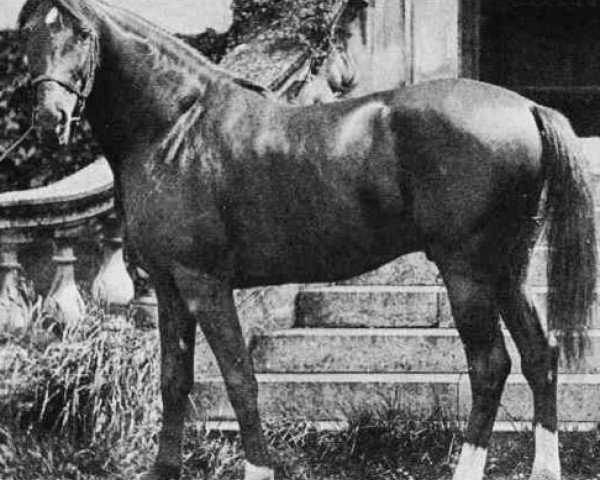 stallion Hadban DB (Arabian thoroughbred, 1878)