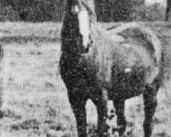 broodmare Rodania 1869 DB (Arabian thoroughbred, 1869, from A Desert Bred)