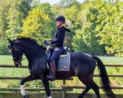 horse Genannie (KWPN (Royal Dutch Sporthorse), 2011, from Uphill)