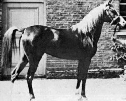 broodmare Rose of Sharon 1885 ox (Arabian thoroughbred, 1885, from Hadban DB)