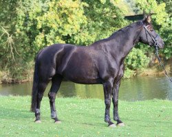 dressage horse Douce Noir (Hanoverian, 2013, from Don Frederico)