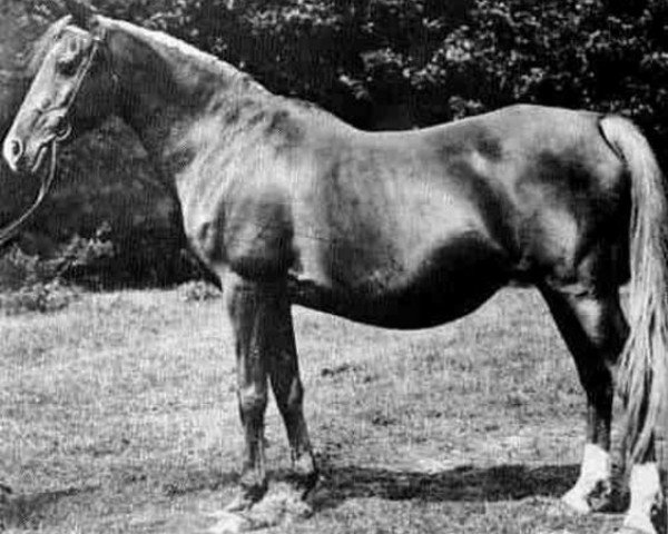 broodmare Ridaa 1892 ox (Arabian thoroughbred, 1892, from Merzuk 1887 ox)