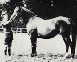 broodmare Risala 1900 ox (Arabian thoroughbred, 1900, from Mesaoud 1887 RAS)