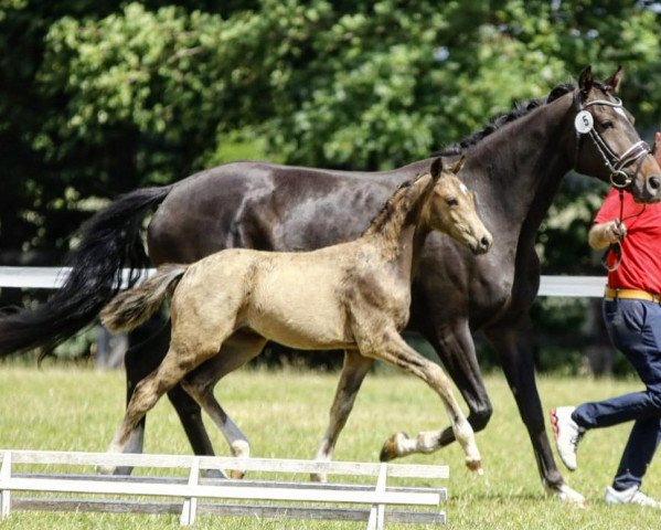 jumper Sir Romance (German Riding Pony, 2022, from Cadlanvalley Sir Ivanhoe)