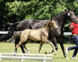 jumper Sir Romance (German Riding Pony, 2022, from Cadlanvalley Sir Ivanhoe)