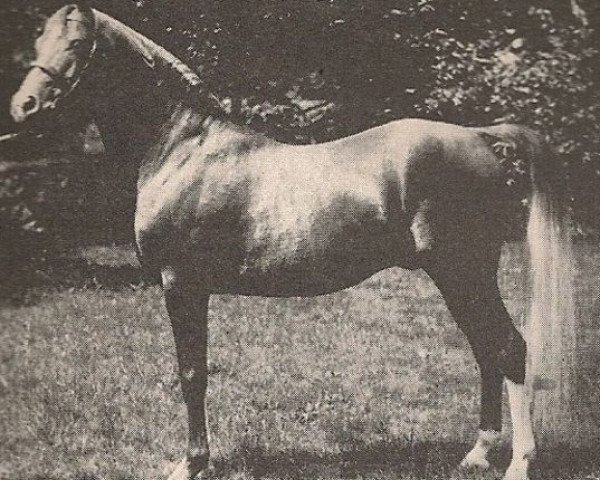 stallion Rasim 1906 ox (Arabian thoroughbred, 1906, from Feysul 1894 RAS)