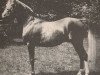 stallion Rasim 1906 ox (Arabian thoroughbred, 1906, from Feysul 1894 RAS)