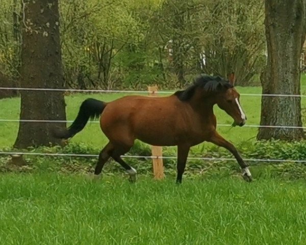 Zuchtstute Söl'rings Tres Chic (Kleines deutsches Reitpferd, 2019, von Mescalero 29)