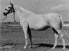 broodmare El Zabibe ox (Arabian thoroughbred, 1938, from Rasim III ox)