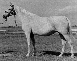 broodmare El Zabibe ox (Arabian thoroughbred, 1938, from Rasim III ox)