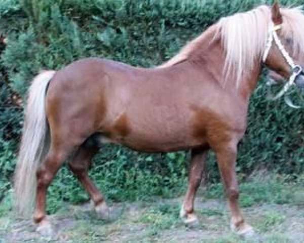 Deckhengst Axel II (Shetland Pony, 1991, von Andy A 154 DDR)