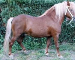 stallion Axel II (Shetland Pony, 1991, from Andy A 254)