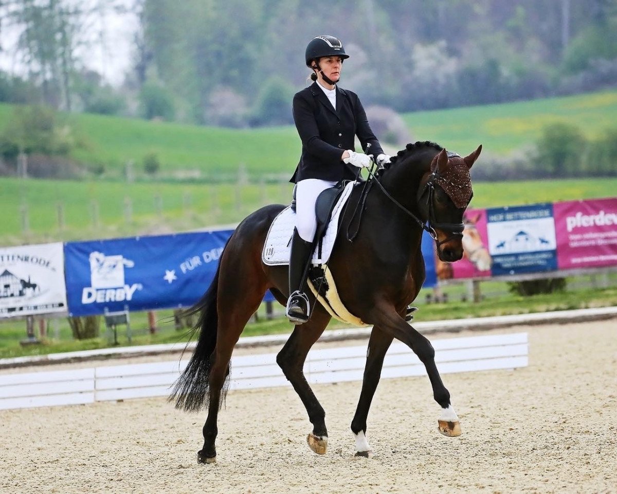 dressage horse Quite Fantastic (Hanoverian, 2014, from Quantensprung 3)