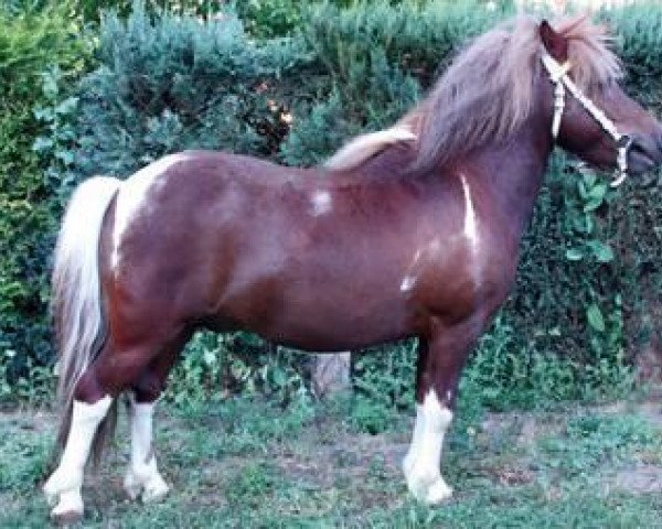 Deckhengst Prisco (Shetland Pony, 2005, von Putz)