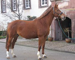 broodmare Bonita (Westphalian, 1989, from Bariton)