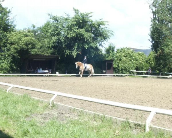 Reitturnier St. Pölten 2022