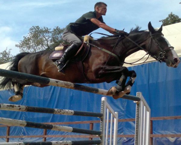 horse Mostara van Galgen (Selle Français, 1996, from K.Zostara)