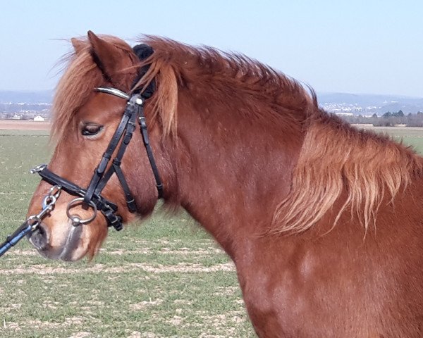 broodmare Snör (Iceland Horse, 2007, from Darri vom Pfaffenbuck I)