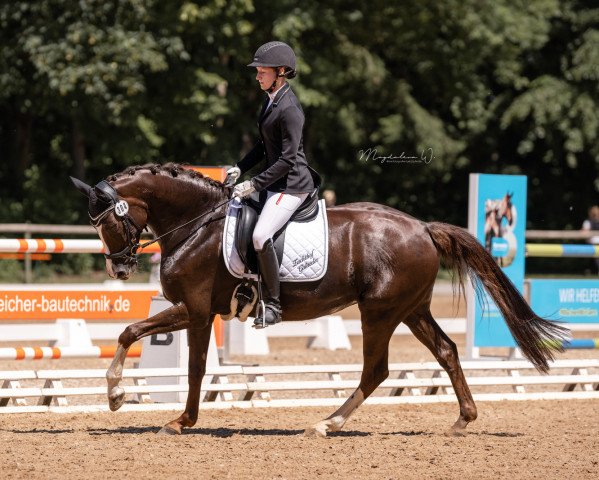 dressage horse Pepperoni 11 (German Sport Horse, 2015, from Don Diamond)