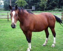 broodmare Alina 70 (Westphalian, 1993, from Arlinus)