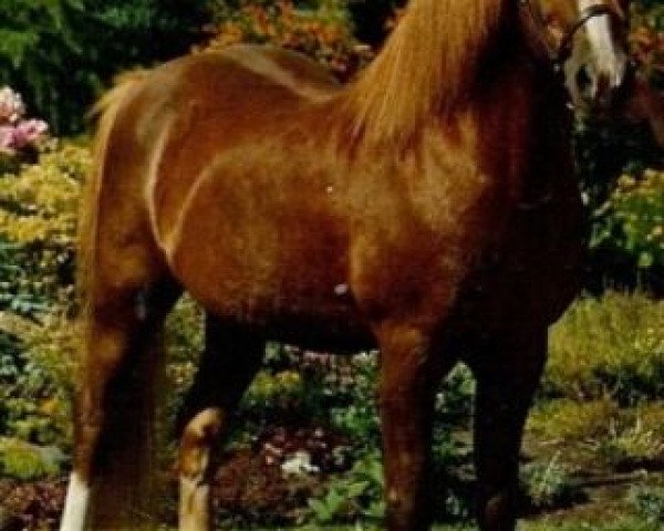 stallion Arkelshof's Sunlight (Welsh-Pony (Section B), 1965, from Solway Master Bronze)