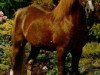Deckhengst Arkelshof's Sunlight (Welsh Pony (Sek.B), 1965, von Solway Master Bronze)