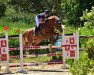 jumper Grazia T (German Sport Horse, 2012, from Gepsom)