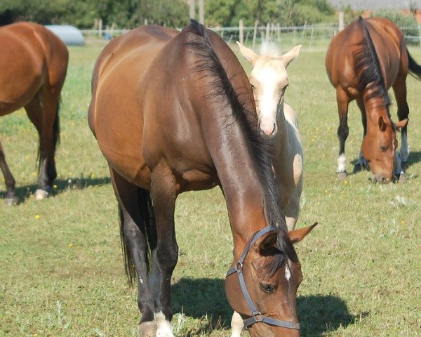 broodmare Madame Mim (Swedish Warmblood, 1990, from Pontus 497 SWE)