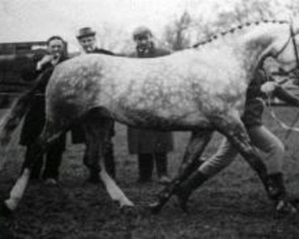 stallion Downland Romance (Welsh-Pony (Section B), 1961, from Downland Roundelay)
