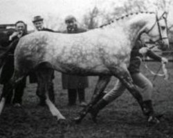 stallion Downland Romance (Welsh-Pony (Section B), 1961, from Downland Roundelay)