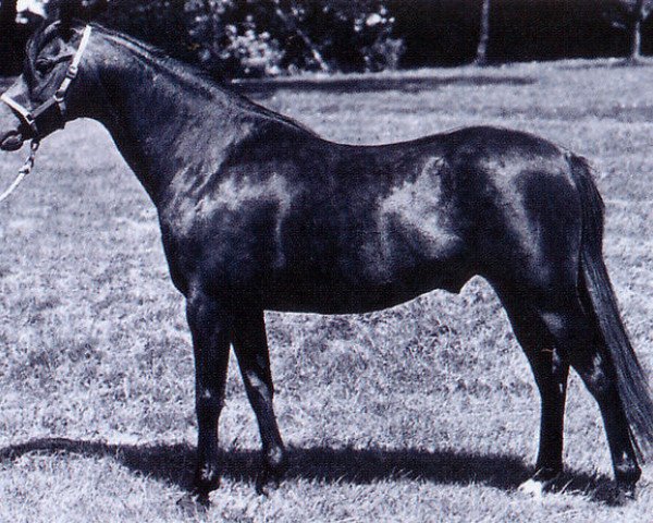 stallion Downland Mohawk (Welsh-Pony (Section B), 1969, from Downland Romance)