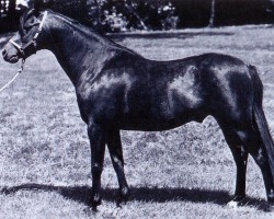 Deckhengst Downland Mohawk (Welsh Pony (Sek.B), 1969, von Downland Romance)