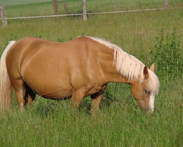 broodmare Raja (German Riding Pony, 1998, from Tetworth Crimson Lake)