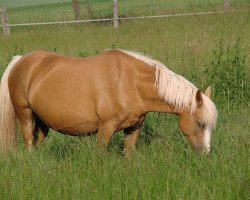 broodmare Raja (German Riding Pony, 1998, from Tetworth Crimson Lake)