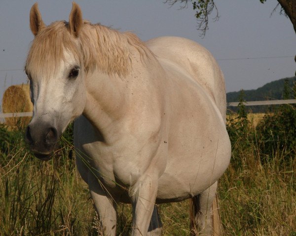 broodmare Bodethal's Aenn (German Riding Pony, 1998, from Tetworth Crimson Lake)