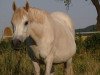 broodmare Bodethal's Aenn (German Riding Pony, 1998, from Tetworth Crimson Lake)