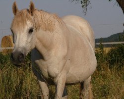 broodmare Bodethal's Aenn (German Riding Pony, 1998, from Tetworth Crimson Lake)