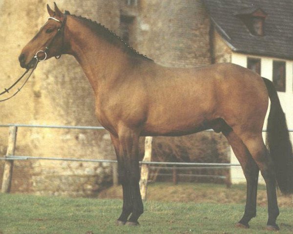 stallion Charmant (Holsteiner, 1987, from Caletto I)