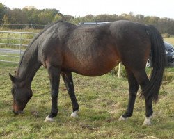 broodmare Society Lady (Oldenburg, 1989, from Sandro)