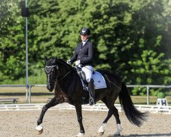 dressage horse Mitcheltroy Black Diamond (Welsh-Cob (Sek. D), 2012, from Trehewyd Hotspur)