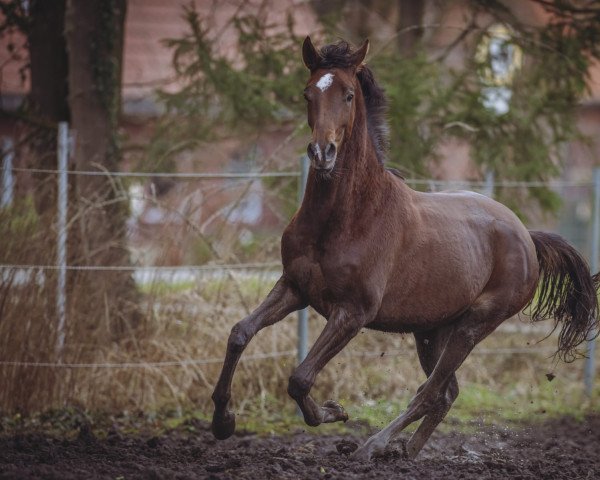 dressage horse Buena Ventura (Westphalian, 2020, from By your Side 3)