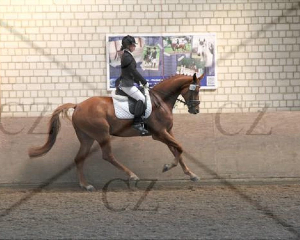 dressage horse Sebastian W (Oldenburg, 2007, from Samba Hit I)