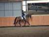 dressage horse Wellman (Hanoverian, 1998, from Wenzel I)