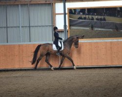 dressage horse Wellman (Hanoverian, 1998, from Wenzel I)