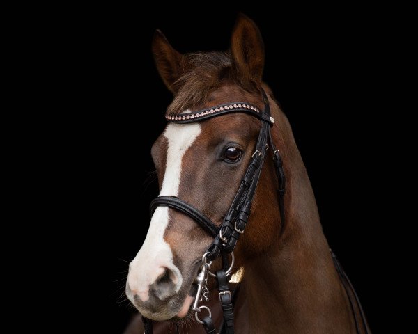 broodmare Shokomini (German Riding Pony, 2012, from Grenzhoehes Moustache)