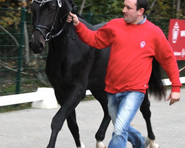 stallion No Surrender (Westphalian, 2010, from Numero Uno)
